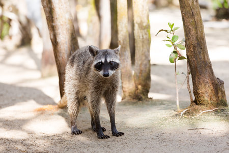 Beautiful wild animals - racoon in El Corchito Ecological Reserve in Progreso, Mexico during sunny day. eco concept.の写真素材