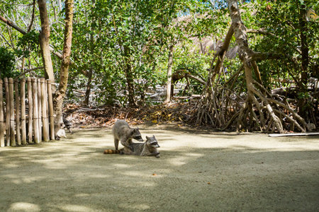 Beautiful wild animals - racoon in El Corchito Ecological Reserve in Progreso, Mexico during sunny day. eco concept.の写真素材