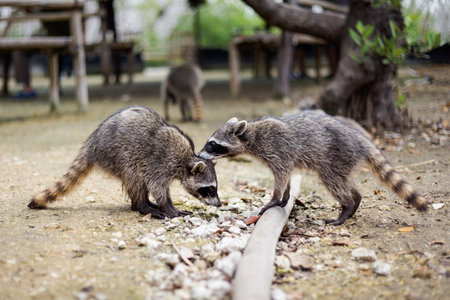 Beautiful wild animals - racoon in El Corchito Ecological Reserve in Progreso, Mexico during sunny day. eco concept.の写真素材