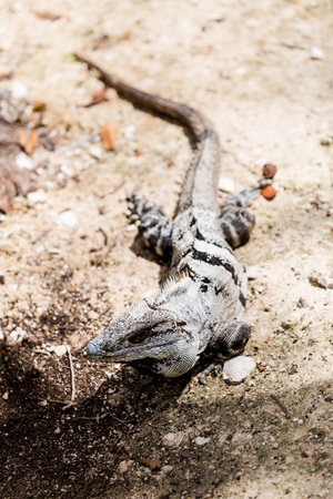 Beautiful wild animal, lizard in El Corchito Ecological Reserve in Progreso, Mexico during sunny day. eco concept.の写真素材