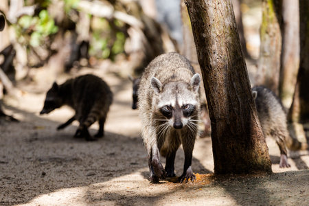 Beautiful wild animals - racoon in El Corchito Ecological Reserve in Progreso, Mexico during sunny day. eco concept.の写真素材