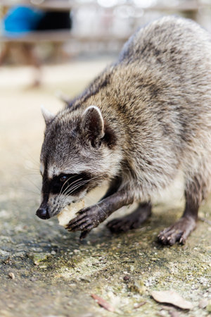 Beautiful wild animals - racoon in El Corchito Ecological Reserve in Progreso, Mexico during sunny...