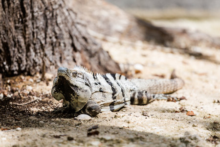 Beautiful wild animal, lizard in El Corchito Ecological Reserve in Progreso, Mexico during sunny day. eco concept.の写真素材