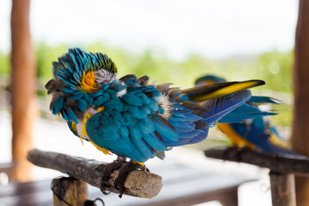 Beautiful wild animals birds in El Corchito Ecological Reserve in Progreso, Mexico during sunny day. eco concept.の写真素材
