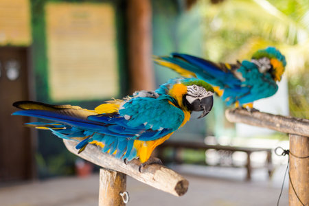 Beautiful wild animals birds in El Corchito Ecological Reserve in Progreso, Mexico during sunny day. eco concept.の写真素材