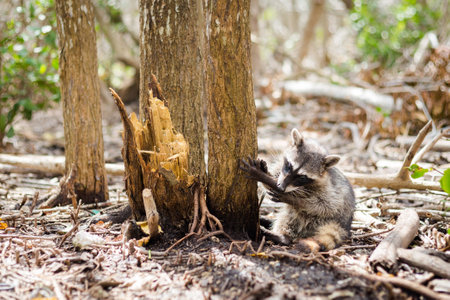 Beautiful wild animals - racoon in El Corchito Ecological Reserve in Progreso, Mexico during sunny day. eco concept.の写真素材