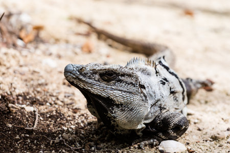 Beautiful wild animal, lizard in El Corchito Ecological Reserve in Progreso, Mexico during sunny day. eco concept.の写真素材