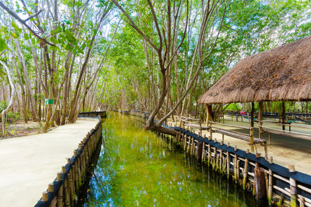 Beautiful El Corchito Ecological Reserve in Progreso, Mexico during a sunny day. eco concept.の写真素材