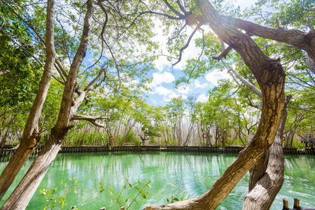 Beautiful El Corchito Ecological Reserve in Progreso, Mexico during a sunny day. eco concept.の写真素材