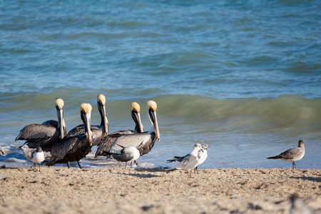 Beautiful american white pelicans in Progreso beach in Mexico during a sunny day. Blue sky and crystal waterの写真素材