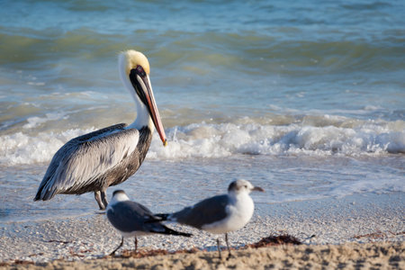 Beautiful american white pelicans in Progreso beach in Mexico during a sunny day. Blue sky and crystal waterの写真素材