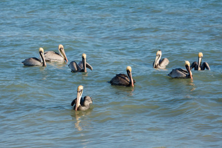 Beautiful american white pelicans in Progreso beach in Mexico during a sunny day. Blue sky and crystal waterの写真素材