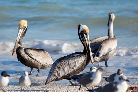 Beautiful american white pelicans in Progreso beach in Mexico during a sunny day. Blue sky and crystal waterの写真素材