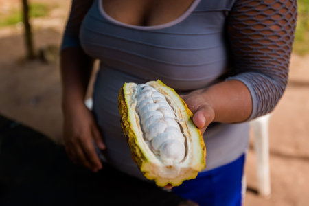 Fresh tasty cocoa fruit Agua Azul cascades park in Palenque, Mexico. Vivid landscape photo.の写真素材