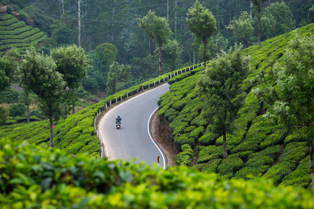 Beautiful landscape taken in Indian Munnar mountains. Lush green Agriculture of south India.の写真素材
