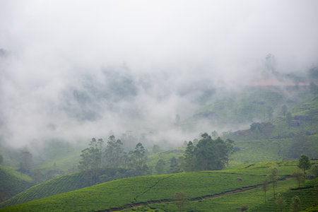 Beautiful landscape taken in Indian Munnar mountains. Lush green Agriculture of south India.