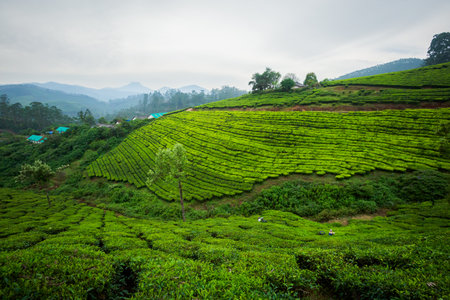 Beautiful landscape taken in Indian Munnar mountains. Lush green Agriculture of south India.の写真素材