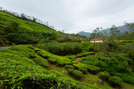 Beautiful landscape taken in Munnar mountains. Lush green Agriculture of south India.の写真素材