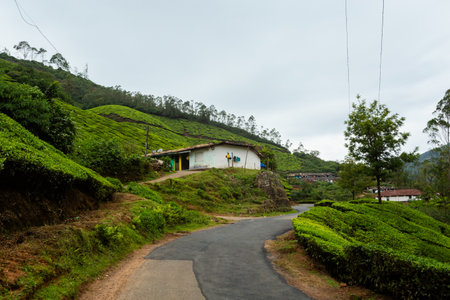 Beautiful landscape taken in Indian Munnar mountains. Lush green Agriculture of south India.