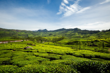 Beautiful landscape taken in Indian Munnar mountains. Lush green Agriculture of south India.