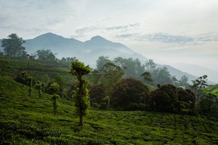 Beautiful landscape taken in Indian Munnar mountains. Lush green Agriculture of south India.の写真素材
