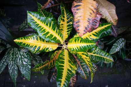 top view of Codiaeum variegatum leaf, yellow and green leaf.