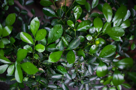 Shiny green leaves with water drop. Fresh nature backgroundの写真素材