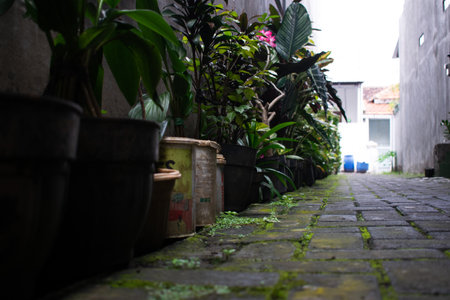 pots flower in line in front of home, house gardening, low angle viewの写真素材