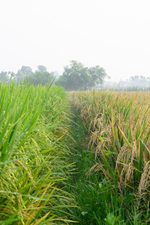 symmetrical view young paddy and old paddy with footpath in the centerの写真素材