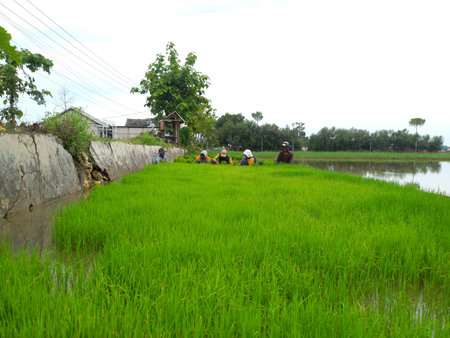 People preparing and pulling the seedling of paddy for planting in ricefieldの写真素材