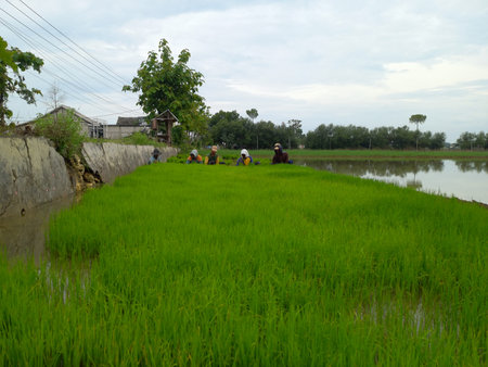 People preparing and pulling the seedling of paddy for planting in ricefieldの写真素材