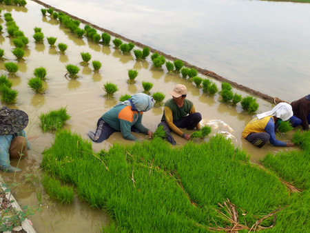 People preparing and pulling the seedling of paddy for planting in ricefieldの写真素材