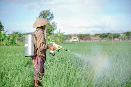 A senior male farmer spraying pesticide on rice green field. Protect rice field from plant pests. Elder working at nature.の写真素材