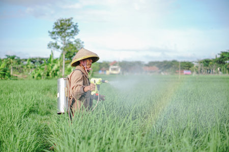 A senior male farmer spraying pesticide on rice green field. Protect rice field from plant pests. Elder working at nature.の写真素材