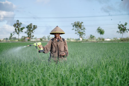 A senior male farmer spraying pesticide on rice green field. Protect rice field from plant pests. Elder working at nature.の写真素材
