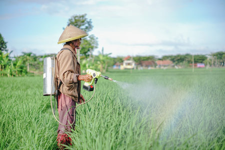 A senior male farmer spraying pesticide on rice green field. Protect rice field from plant pests....