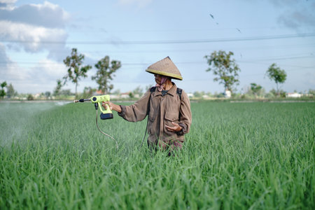 A senior male farmer spraying pesticide on rice green field. Protect rice field from plant pests. Elder working at nature.の写真素材