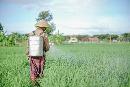 A senior male farmer spraying pesticide on rice green field. Protect rice field from plant pests. Elder working at nature.の写真素材