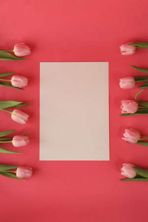 A bunch of beautiful pink tulips on pink and white background.の写真素材