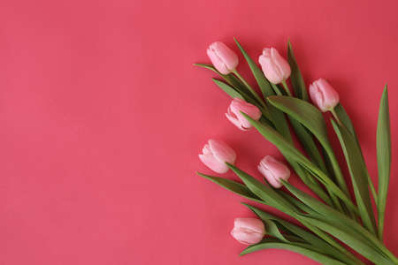 A beautiful bunch of pink tulips laying on pink background.の写真素材