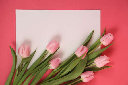 A bunch of beautiful pink tulips on pink and white background.の写真素材