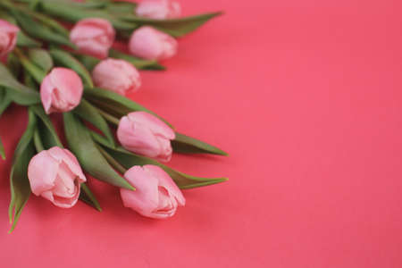 A beautiful and romantic bunch of pink tulips on pink background.