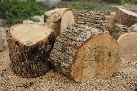 Big logs of dry oak wood for fireplaceの写真素材