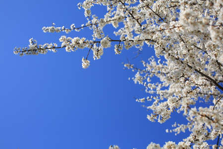 Spring blooming tree with beatiful white flowers on light blue sky.の写真素材