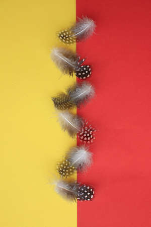 Six dotted feathers of Guinea fow positioned in the middle of the picture on yellow and red background.の写真素材