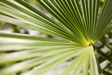 Green palm leaves in botanic garden, floral pattern background, real photoの写真素材