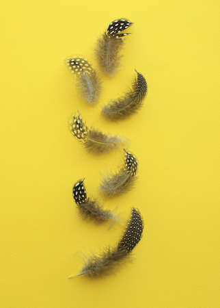 Seven Guinea fowl feathers on yellow paper background.の写真素材
