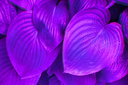 Neon hosta leaves in the morning dew in summer garden. Trendy concept. Double exposure.の写真素材