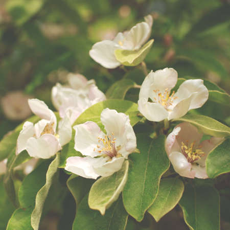 Beautiful blooming apple quince branch in spring park close upの写真素材