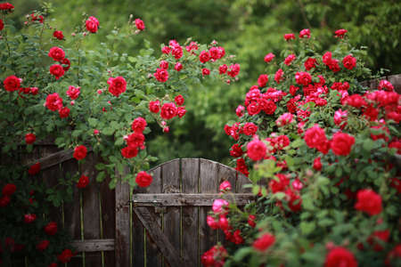 Beautiful red rose bush abundant blooming in summer garden in contryside, blurred tilt-shift shot,の写真素材